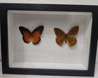 Real Butterflies Framed 5 x 7
