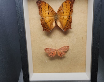 Real Framed Butterfly and Moth in 5 x 7 Shadow Box