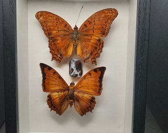 2 Real Framed Butterflies with Crystal 5x7 Shadow Box