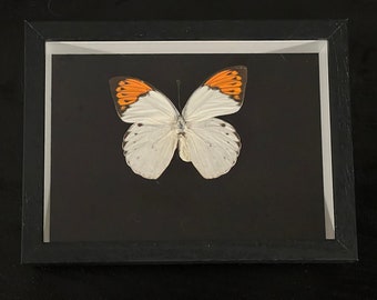 Real Framed Butterfly 5 x 7