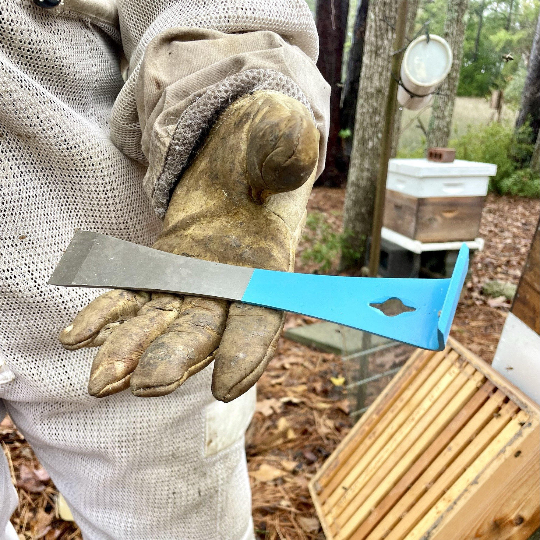 Blue Beekeeping Hive Tool, Angled Handle, 9.5 inch, Stainless Steel Frame Scraper & Lifter, Beekeepers Equipment, Beekeeper Supplies, prybar
