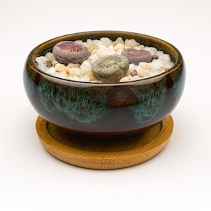 May include: A ceramic succulent planter with a dark teal and brown glaze. The bowl contains three lithops plants nestled in small white and tan stones. The planter sits on a round, natural bamboo saucer.