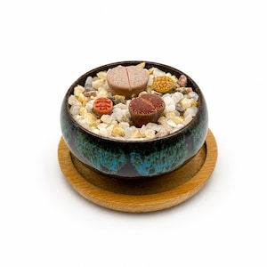 May include: A small, round ceramic pot with a dark teal and blue glaze, filled with small stones and several colorful lithops plants. The pot sits on a round wooden coaster. The lithops plants are various colors, including tan, red, and orange.