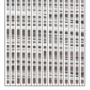 May include: A set of 29 vertical columns, each with a different pattern of horizontal lines in shades of gray. The columns are numbered 1 through 29 at the top and bottom.