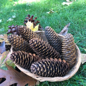 May include: A wicker basket filled with brown pine cones. The basket is sitting on a bed of green grass.