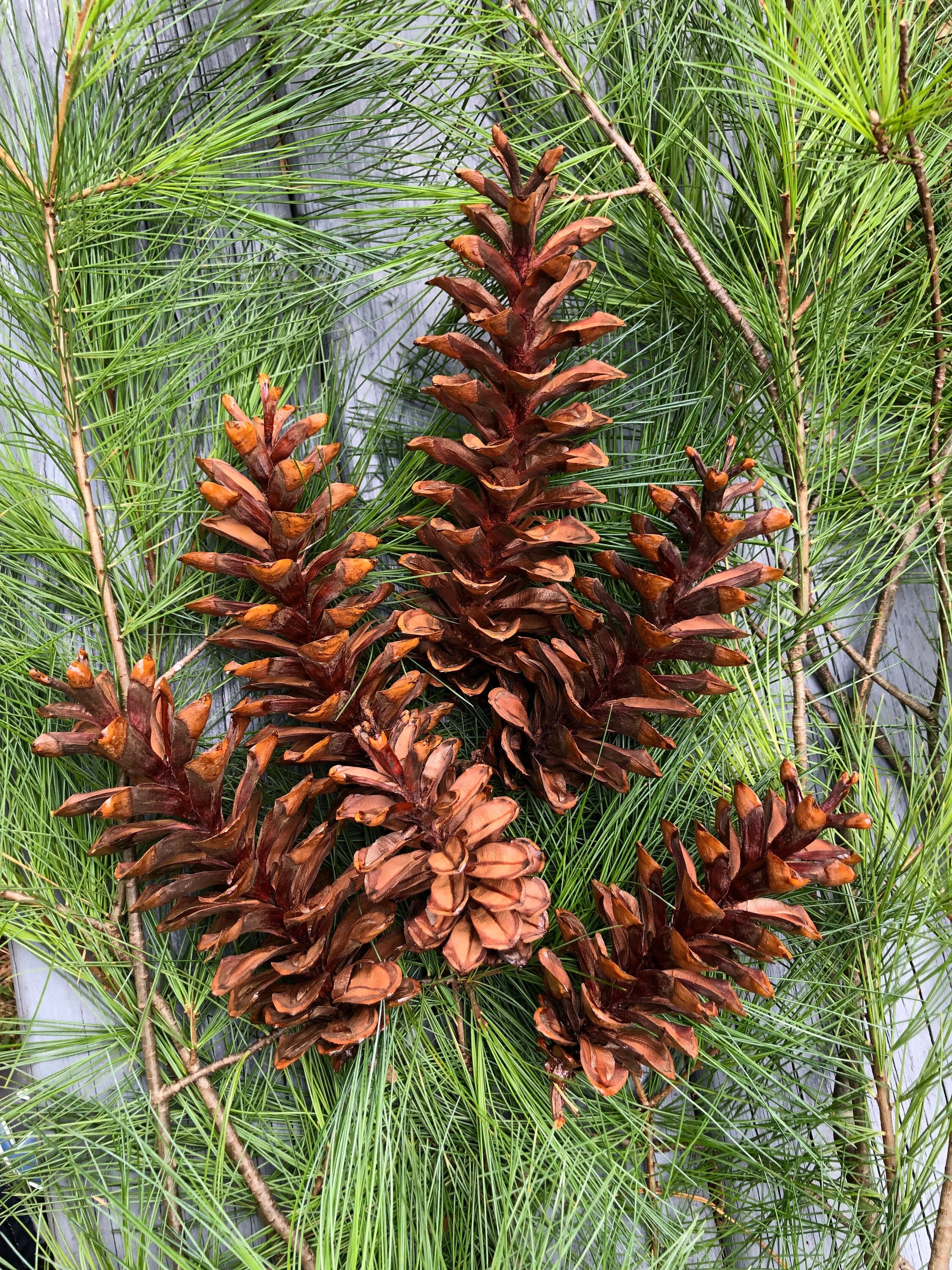 35 Eastern White Pine Cones Natural Decor & Craft Supplies 3-6 Inches