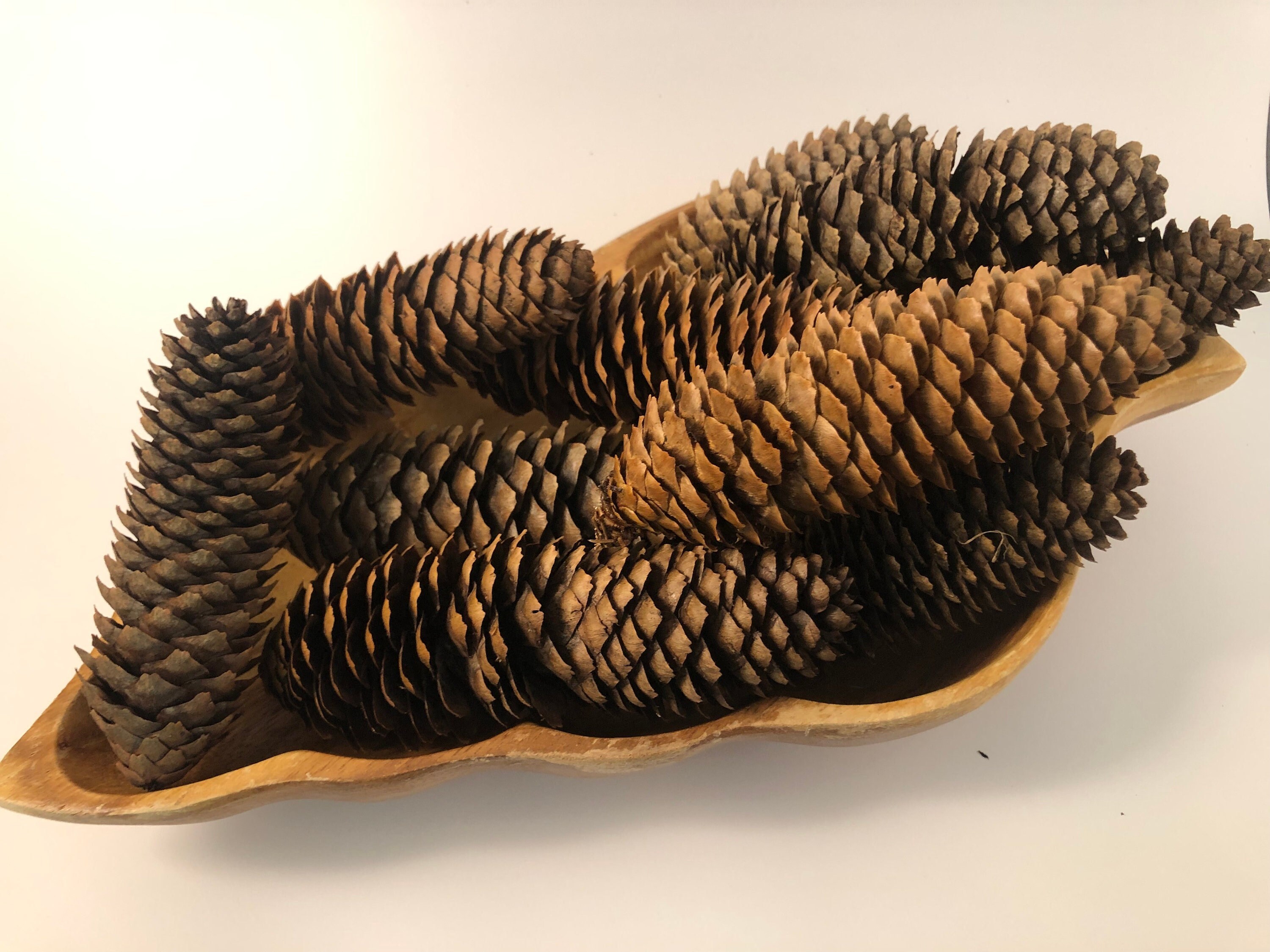My Texas House, Brown Natural Pinecone Set Tabletop Decoration, 3 Count, 7
