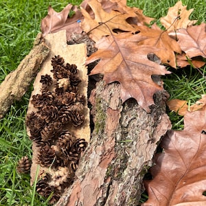 May include: A collection of small brown pinecones clustered on a piece of light-colored tree bark, positioned next to a larger piece of textured, dark brown tree bark and several dried, serrated-edged brown oak leaves.