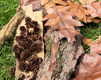 May include: A collection of small brown pinecones clustered on a piece of light-colored tree bark, positioned next to a larger piece of textured, dark brown tree bark and several dried, serrated-edged brown oak leaves.