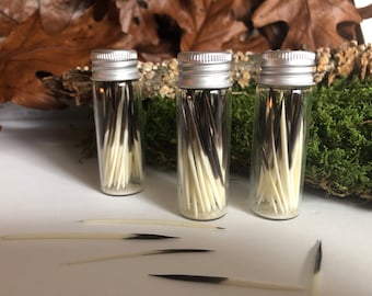 Natural North American Porcupine Quills – 50 Cleaned Quills in Glass Vial – Perfect for Crafting & DIY Projects
