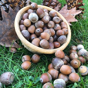 May include: A wooden bowl filled with brown acorns sits on green grass, surrounded by more acorns, pine cones, and fallen leaves. The acorns vary in colour from light tan to dark brown.