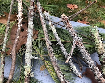 May include: A close-up of several branches with white lichen growing on them. The branches are arranged in a criss-cross pattern on a light blue surface. The branches are surrounded by green pine needles.