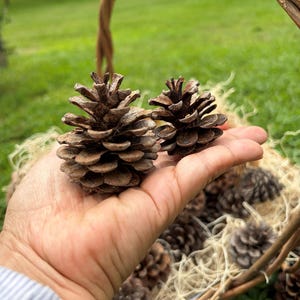 May include: Two brown pine cones of varying sizes held in a palm, positioned above a woven wicker basket filled with additional pine cones and light-colored filler material, showcasing natural textures and woody brown tones in the scales.