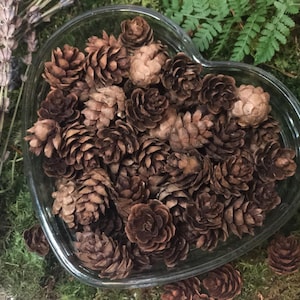May include: A heart-shaped glass bowl filled with brown pine cones. The bowl is sitting on a bed of green moss.