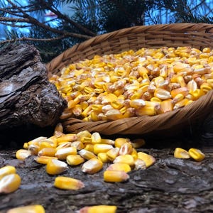 2 lbs Whole Dried Corn Kernels – Wild Bird and Squirrel Food, Crafting & Decor