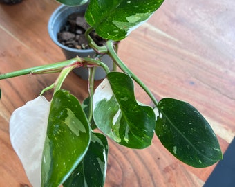 White Princess Philodendron