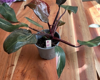 May include: A pink and green philodendron plant with dark red stems in a gray pot. The plant has a tag that says "3 PP" on it.