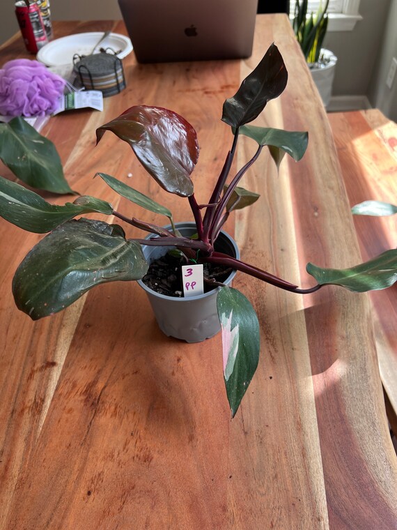 pilea aluminium plant Pilea 'Aluminum' 4
