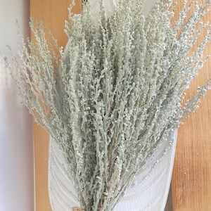 Dried Fringed Sage, Artemisia Frigida, DIY Flower Arrangement, Wedding, Vase Filler, Flower Bouquet, Home Decor, Dried Flowers