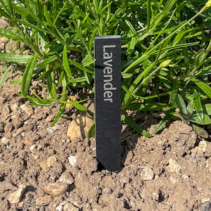 Op de afbeelding: Een zwarte leisteen plantenmarker met het woord "Lavender" gegraveerd in witte letters. De marker is in de grond gestoken naast een groene plant.