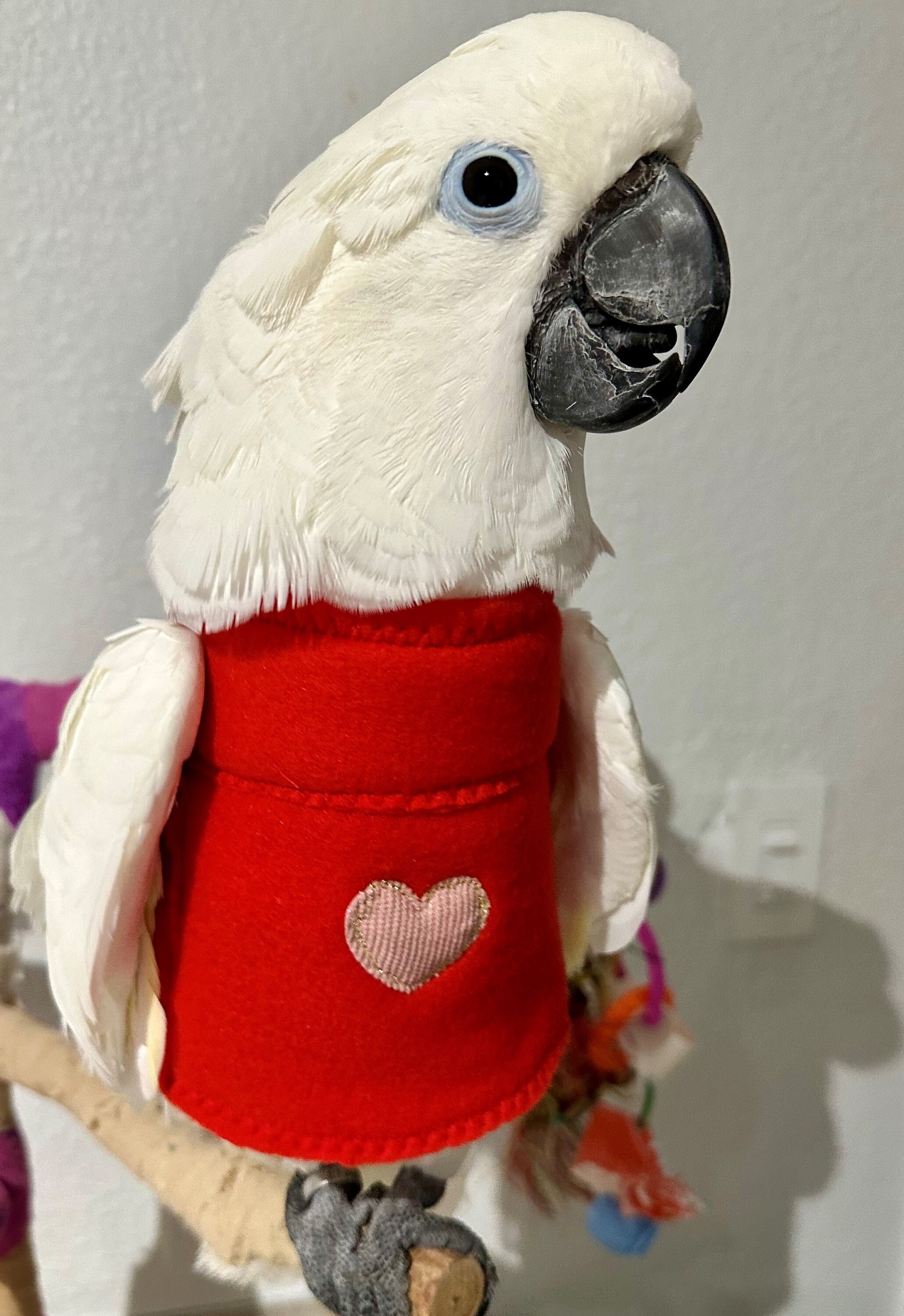 Parrot christmas jumper deals