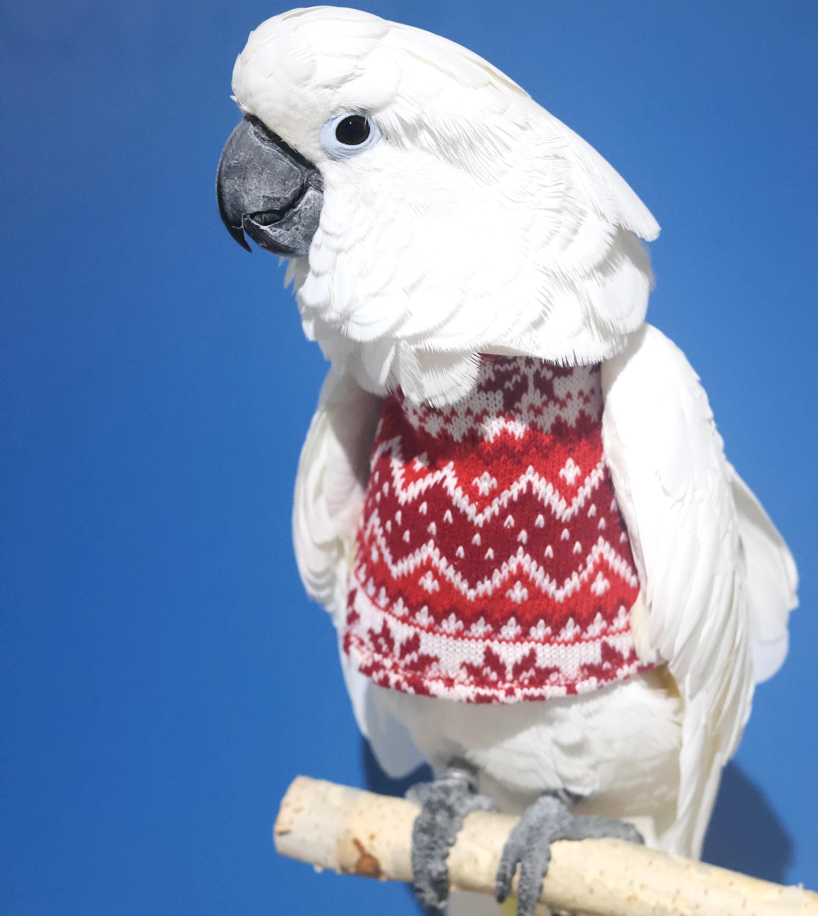 Ugly Sweater For Umbrella Cockatoo