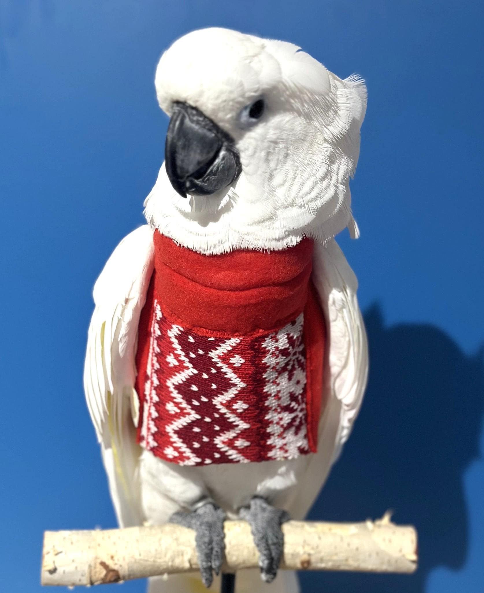 Ugly Sweater Vest for Umbrella Cockatoo Only Australia
