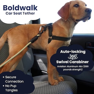 Large dog 2024 seat belt