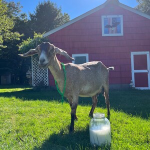 May include: A brown and white goat with a green chain around its neck stands in a grassy field next to a glass jar filled with white milk. A red barn with a white window and a blue and white flag is in the background.