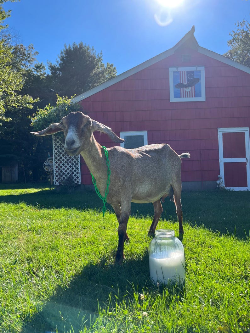 May include: A brown and white goat with a green chain around its neck stands in a grassy field next to a glass jar filled with white milk. A red barn with a white window and a blue and white flag is in the background.