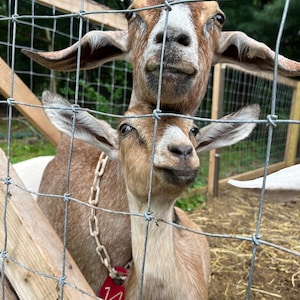 May include: Two brown and white goats with a chain and tag around their necks, looking at the camera through a wire fence. The goat in the front has a tag with the number 14 on it.