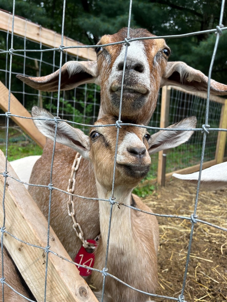 May include: Two brown and white goats with a chain and tag around their necks, looking at the camera through a wire fence. The goat in the front has a tag with the number 14 on it.