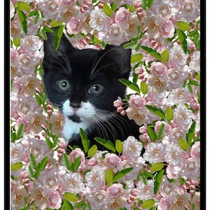 Kitten Phone Wallpaper