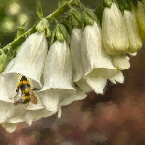 A Whisper to the Bee