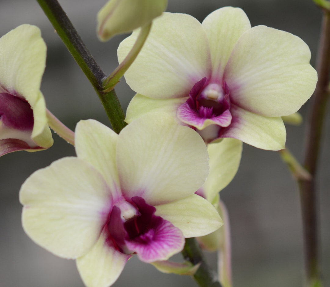 Color Changing Flowering Orchid Etsy
