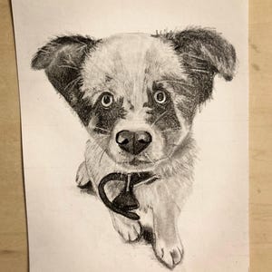 Custom Graphite Pet Portrait: Hand-Drawn Pet Memorial