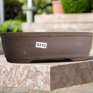 May include: A brown rectangular bonsai pot with rounded corners and a slightly raised base. A white sticker with the number "0310" is affixed to the side. The pot is sitting on a stone surface.