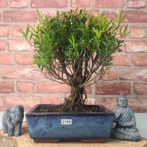 May include: A bonsai tree with lush green leaves in a blue rectangular pot. The pot has a textured finish and the number "2168" is on a small white label. A small elephant statue and a seated Buddha statue are on either side.