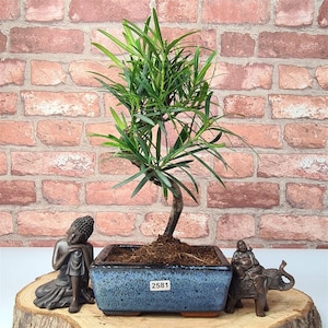 May include: A bonsai tree with bright green leaves in a speckled blue square pot. A small Buddha statue and a statue of a Buddha riding an elephant are on either side of the pot. The background is a red brick wall.