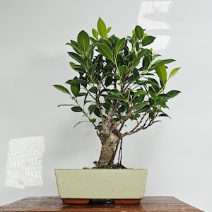 Ficus Microcarpa (Banyan Fig) Indoor Bonsai Tree | Broom | In 20cm Pot