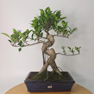 May include: A bonsai tree with a twisted trunk and bright green leaves. The tree is planted in a rectangular, dark blue ceramic pot. The pot sits on a wooden surface against a white background.