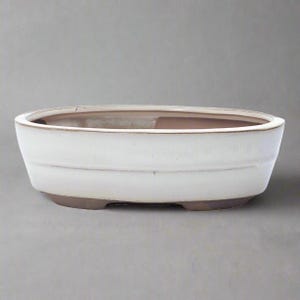 May include: A white ceramic bonsai pot with a brown base and interior. The oval-shaped pot has a wide rim and a slightly textured surface. The pot is designed for planting small trees or plants.
