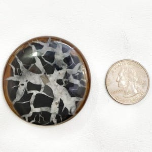May include: A circular cabochon featuring a dark brown and black base with a prominent white, branching, vein-like pattern across the surface. A United States quarter coin is placed next to the cabochon to provide a sense of scale for the object.