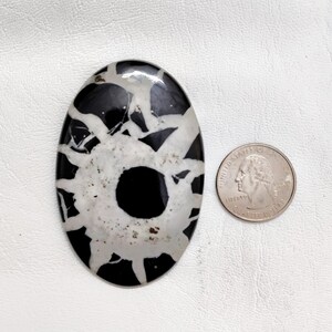 May include: An oval-shaped black and white spiderweb stone cabochon with a polished surface. The stone features a dark black base with white vein-like patterns radiating from a central black circle. A US quarter coin is placed next to the stone.
