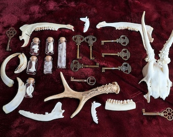 Mystery Box Knochen Schädel Vulture culture Goblincore morbides Geschenk Kuriosität Oddity Naturexponat Hexenbox Knochenbox Überraschungsbox