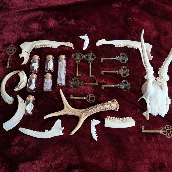 Scatola misteriosa Ossa Teschio Avvoltoio cultura Goblincore dono morboso curiosità Stranezza mostra naturale Scatola della strega Scatola d'ossa Scatola sorpresa