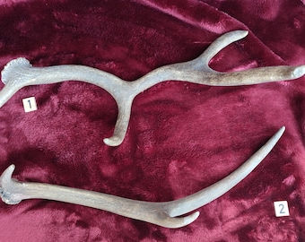 Antler, shed antler, roe deer antler, red deer antler from Germany, red deer antler, stag antler, hygge, natural decoration
