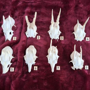 May include: Eight white deer skulls with antlers, numbered 1 to 8, arranged in two rows on a red velvet background.