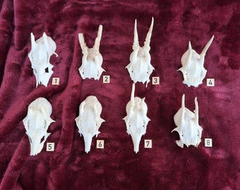 Rehgeweih Rehgehörn Geweih Gehörn vom Reh Rehbock original Jadgdtrophäe Deutschland morbides Geschenk für Naturliebhaber Curiosity Oddities