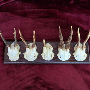 Roe deer antlers on trophy board roebuck luxury morbid gift curiosity vulture culture antler set rustic wall decoration oak wood